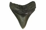 3.39" Fossil Megalodon Tooth - Serrated Blade - #130850-1